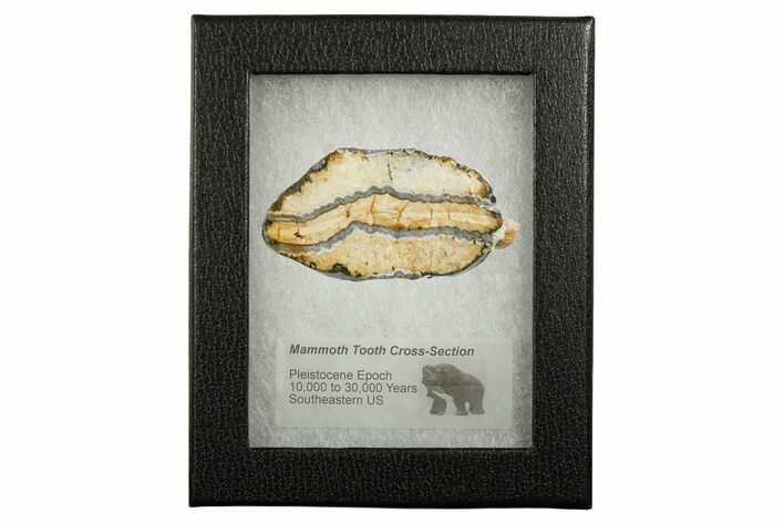 Mammoth Molar Slice With Case - South Carolina #349970